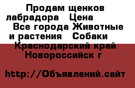 Продам щенков лабрадора › Цена ­ 20 000 - Все города Животные и растения » Собаки   . Краснодарский край,Новороссийск г.